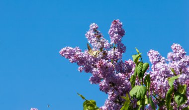 Eflatun çiçekler. Parkta Swallowtail Kelebek (machaon) fotoğraf çekildi