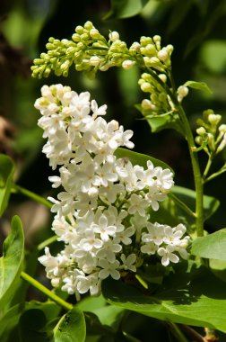 Eflatun çiçekler. Parkta Swallowtail Kelebek (machaon) fotoğraf çekildi