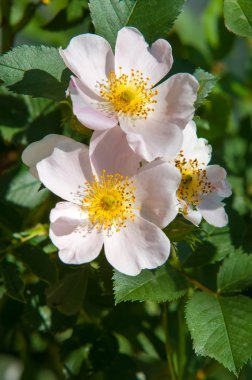 dog-rose, briar, brier, canker-rose, eglantine. rose flowers. rose flowers photographed in the mountains clipart