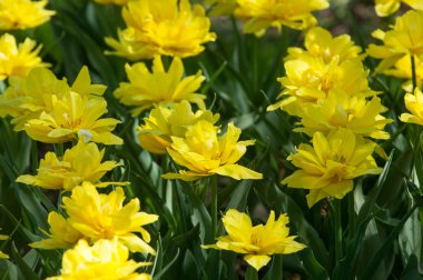 Laleler. Zambak familyasının soğan çiçekli bir bitkisi. Cesurca renklendirilmiş fincan şeklinde çiçekleri var..