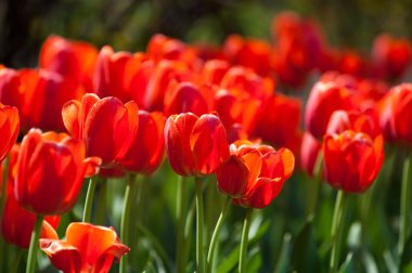 Laleler. Zambak familyasının soğan çiçekli bir bitkisi. Cesurca renklendirilmiş fincan şeklinde çiçekleri var..