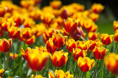 Laleler. Zambak familyasının soğan çiçekli bir bitkisi. Cesurca renklendirilmiş fincan şeklinde çiçekleri var..