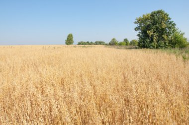 onely ağacı. Tahıl alan. Tataristan Rusya