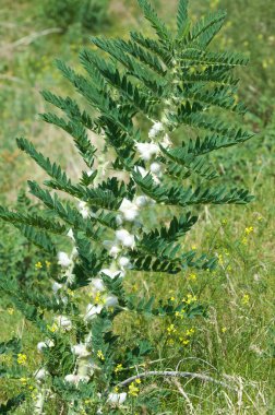Astragalus. milkvetch. keçi-thorn. sarmaşık gibi. astragalus sieversianus. Kazakistan. Tien Shan. Trans-Ili Alatau