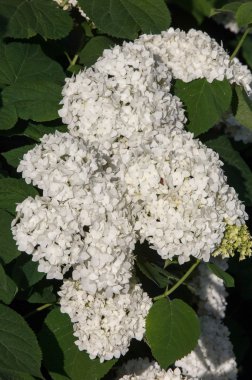 kartopu, guelder yükseldi. Benzer şekilde yakından ilgili highbush kızılcık, bu yaygın olarak Kuzey Amerika'da yetiştirilir. Hanımeli ailesinin yaprak döken bir Avrasya çalı