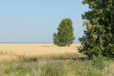 onely ağacı. Tahıl alan. Tataristan Rusya