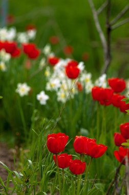 Laleler. Zambak familyasının soğan çiçekli bir bitkisi. Cesurca renklendirilmiş fincan şeklinde çiçekleri var..