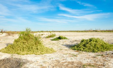 Serum fizyolojik bozkır. Ölü bitkiler. Sıcak yaz. cansız yanıp kavrulmuş dünyamız. Kazakistan çıplak bozkır