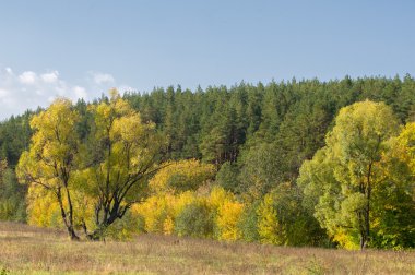 Sonbahar, altın yaprakları, harika bir zaman gün sıcak