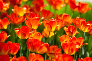 Laleler. Zambak familyasının soğan çiçekli bir bitkisi. Cesurca renklendirilmiş fincan şeklinde çiçekleri var..