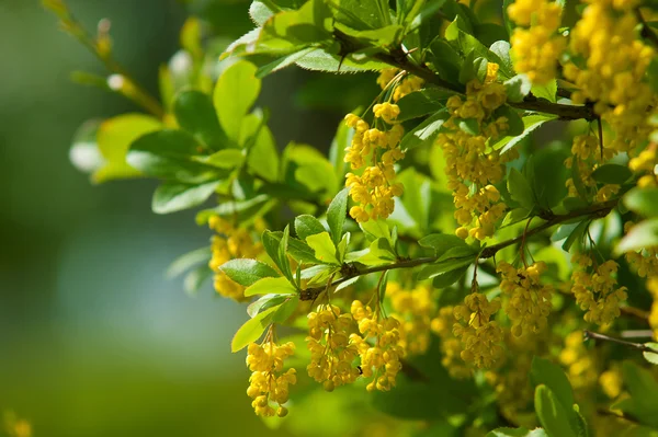 Berberis Ilicifolia Branch Blossoming Barberry Yellow Flowers Barberries Bush Bee — Stock Photo, Image