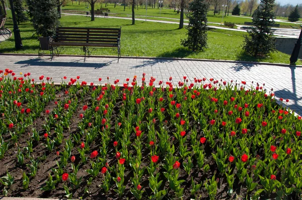 Tulipánok Liliom Családba Tartozó Hagymás Tavaszi Virágzó Növény Merészen Színezett — Stock Fotó