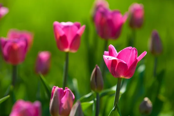 Tulips Bulbous Spring Flowering Plant Lily Family Boldly Colored Cup — Stock Photo, Image