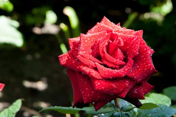 Steg Taggig Buske Eller Buske Som Vanligtvis Bär Rött Rosa — Stockfoto