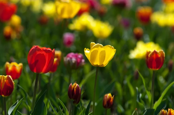 Tulipa Uma Planta Bulbosa Floração Primavera Família Lírio Com Flores — Fotografia de Stock