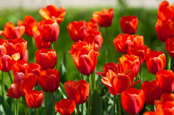 Tulips. a bulbous spring-flowering plant of the lily family, with boldly colored cup-shaped flowers. — Stock Photo, Image