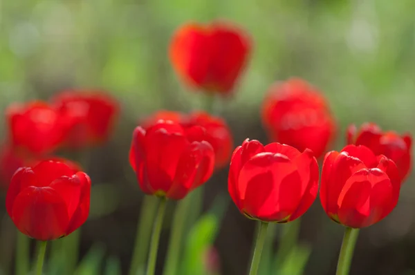 Tulips. a bulbous spring-flowering plant of the lily family, with boldly colored cup-shaped flowers. — Stock Photo, Image