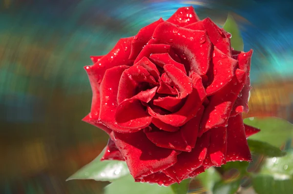 Růže květ. Rose, Rosa — Stock fotografie