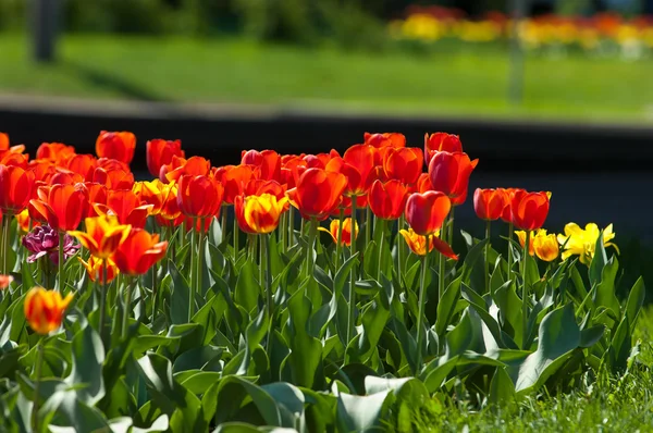 Tulipanes. Una bulbosa planta floreciente de primavera de la familia de los lirios, con flores en forma de copa de colores audaces . — Foto de Stock