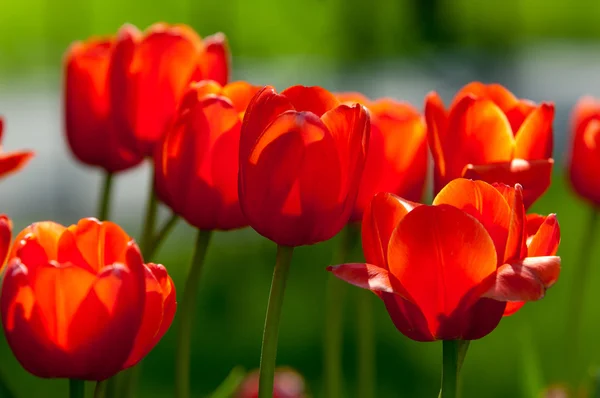 Tulips. a bulbous spring-flowering plant of the lily family, with boldly colored cup-shaped flowers. — Stock Photo, Image