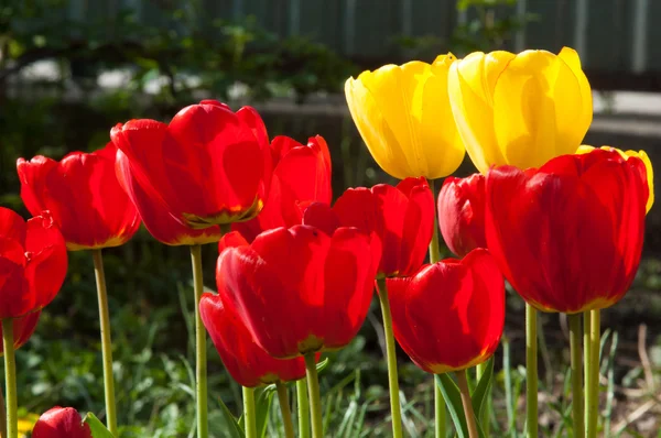 Tulips Bulbous Spring Flowering Plant Lily Family Boldly Colored Cup — Stock Photo, Image