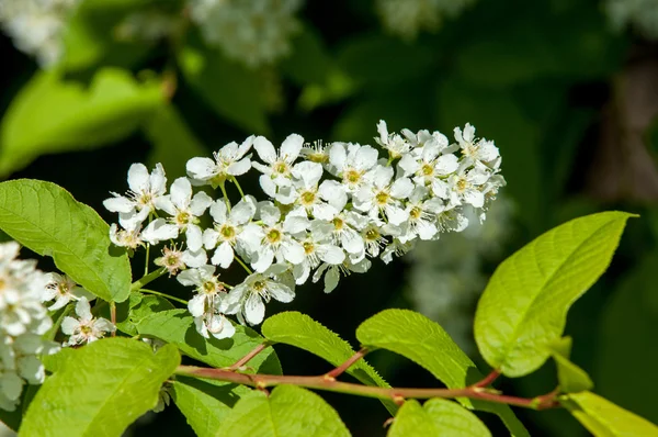 Branche Fleur Cerisier Prunus Padus Gros Plan Branche Cerise Oiseau — Photo