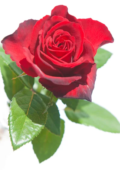 Rosenblüte Rosa Rosa — Stockfoto