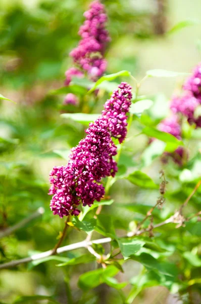 Flores Lilás Arbusto Jardim Grande Com Flores Perfumadas Roxas Brancas — Fotografia de Stock