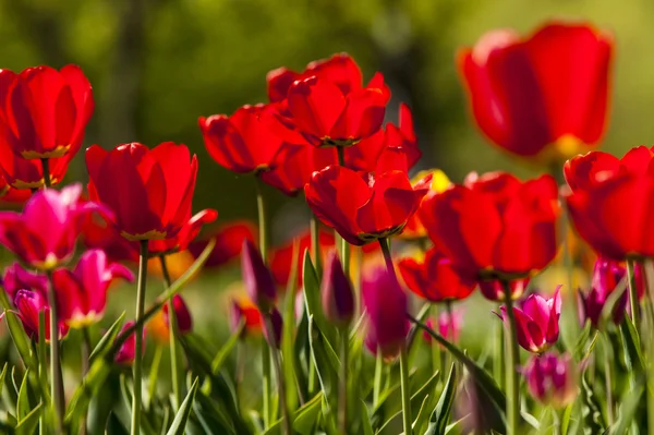 Tulppaanit Sipulimainen Kevät Kukkiva Kasvi Lilja Perhe Rohkeasti Värillinen Kuppi — kuvapankkivalokuva