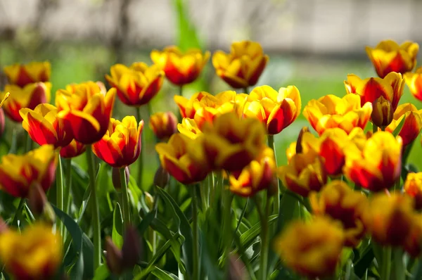 Tulipani Una Pianta Bulbosa Fiorita Primaverile Della Famiglia Dei Gigli — Foto Stock