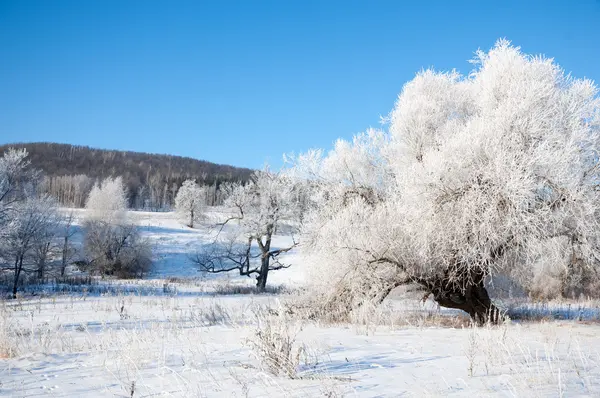 Vinter Vinter Tide Vintern Övervintra Han Kallaste Årstid — Stockfoto