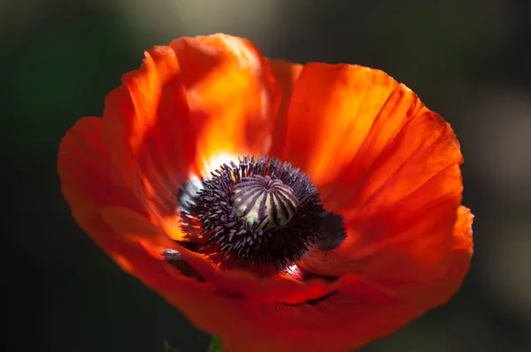 poppy. a herbaceous plant with showy flowers, milky sap, and rounded seed capsules. drugs such as morphine and codeine