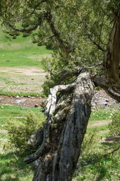 Thuja Tan Shan Mountains Árbol Coníferas Siempreverde América Del Norte — Foto de Stock