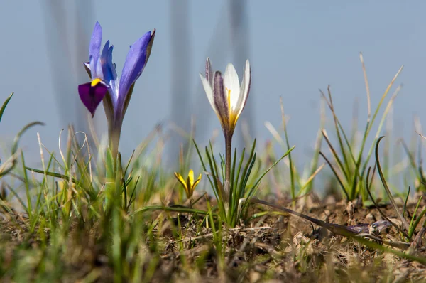 Iris Pumila Déesse Arc Ciel Qui Agi Comme Messager Des — Photo