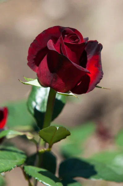 Λουλούδι Τριαντάφυλλο Ένα Ακανθώδης Θάμνος Θάμνος Που Συνήθως Φέρει Κόκκινο — Φωτογραφία Αρχείου