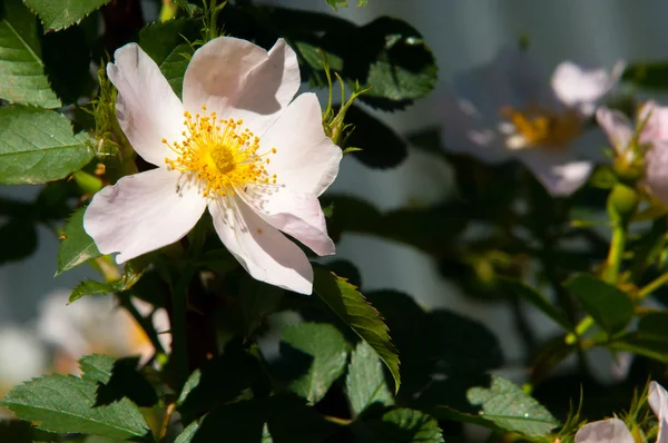 狗蔷薇 白头到老 溃疡病玫瑰 月季花 在山中拍摄到的月季花 — 图库照片