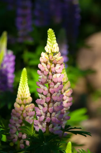 Lupin Lupin Växt Familjen Ärter Med Djupt Delade Blad Och — Stockfoto