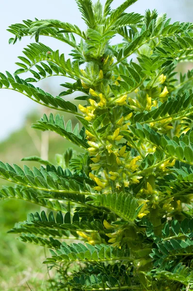 Astragalus Milkvetch Espinho Cabra Como Uma Videira Astrágalo Sieversiano Cazaquistão — Fotografia de Stock