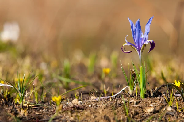 Iris Pumila Die Göttin Des Regenbogens Die Als Botschafterin Der — Stockfoto