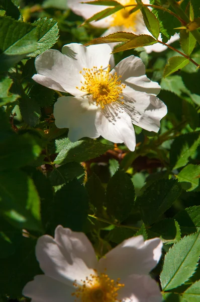 Pies Róża Briar Brier Rak Róża Eglantine Kwiaty Róży Róża — Zdjęcie stockowe