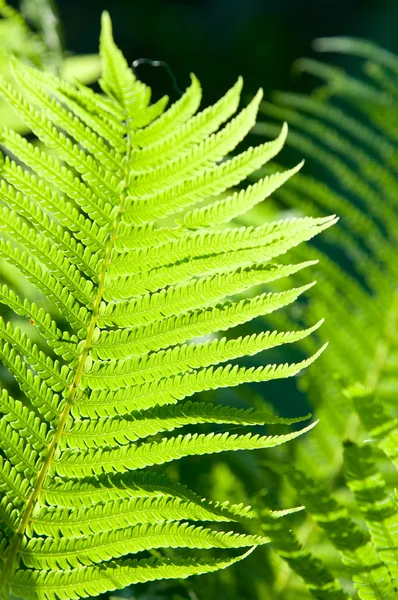 Samambaia Travão Uma Planta Sem Flor Com Frondes Penas Folhosas — Fotografia de Stock