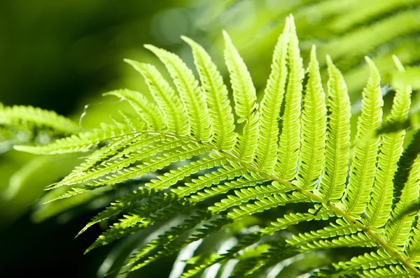 Samambaia, travão. uma planta sem flor com frondes de penas ou folhosas e que se reproduz por esporos libertados da parte inferior das frondes . — Fotografia de Stock