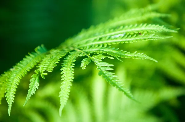 Fern, rem. een flowerless plant die heeft vederachtige of groene bladeren en reproduceert door sporen vrijgegeven van de onderkant van de bladeren. — Stockfoto