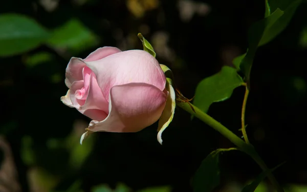 Rose Prickly Bush Shrub Typically Bears Red Pink Yellow White — Stock Photo, Image