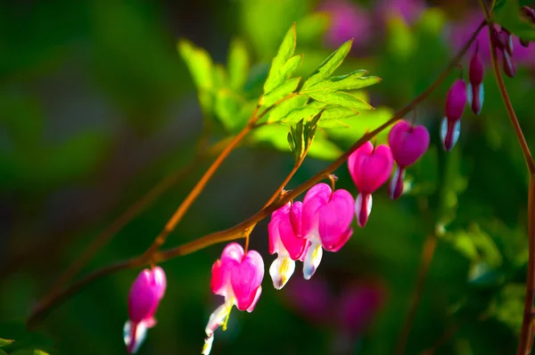 Lamprocapnos Spectabilis Bleeding Heart Asian Bleeding Heart Dutchman Breeches Lyre — Stock Photo, Image