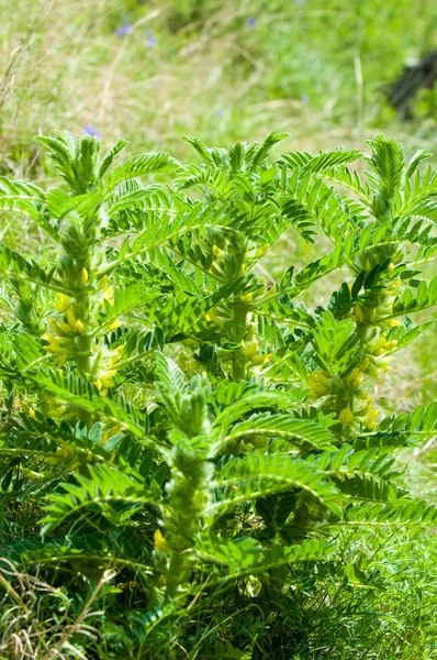 Astragalus Milkvetch Espinho Cabra Como Uma Videira Astrágalo Sieversiano Cazaquistão — Fotografia de Stock