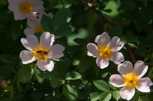 Rose Chien Bruyère Ronce Rose Chancre Églantine Fleurs Roses Fleurs — Photo