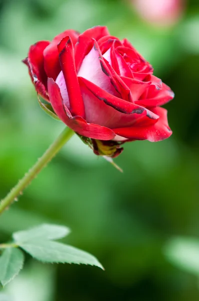 Steg. en taggig buske eller buske som vanligtvis bär rött, rosa, gul eller vit doftande blommor, infödda till norra tempererade regioner. — Stockfoto