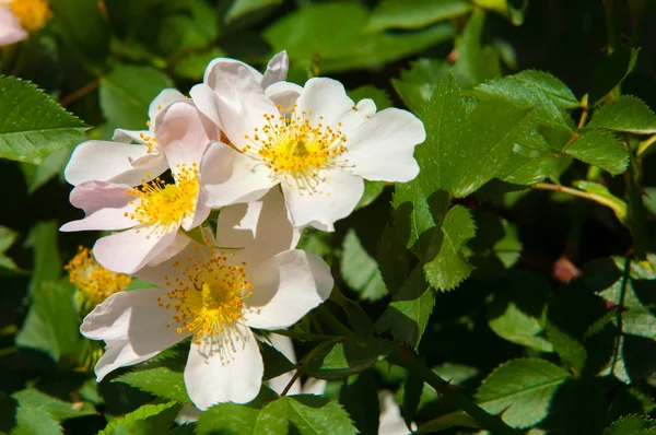 Rosa Perro Briar Brier Canker Rose Eglantina Flores Rosa Flores — Foto de Stock