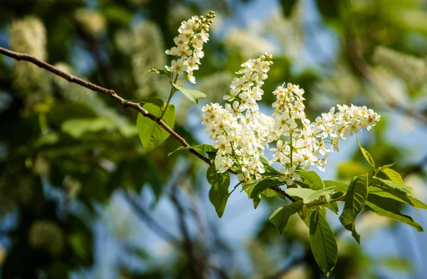 Bird cherry flowers. bird-cherry tree